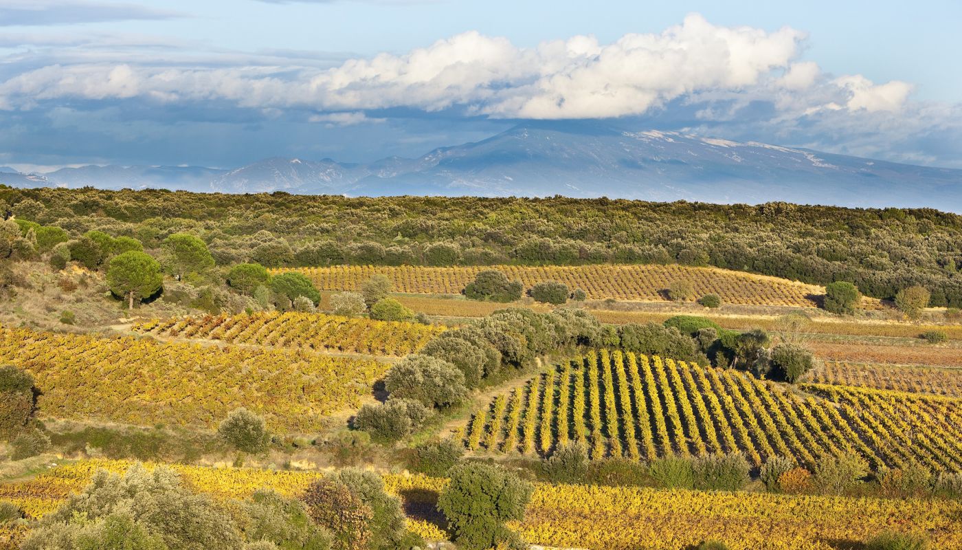 Tavel vineyards © Christophe Grilhé / Inter Rhône
