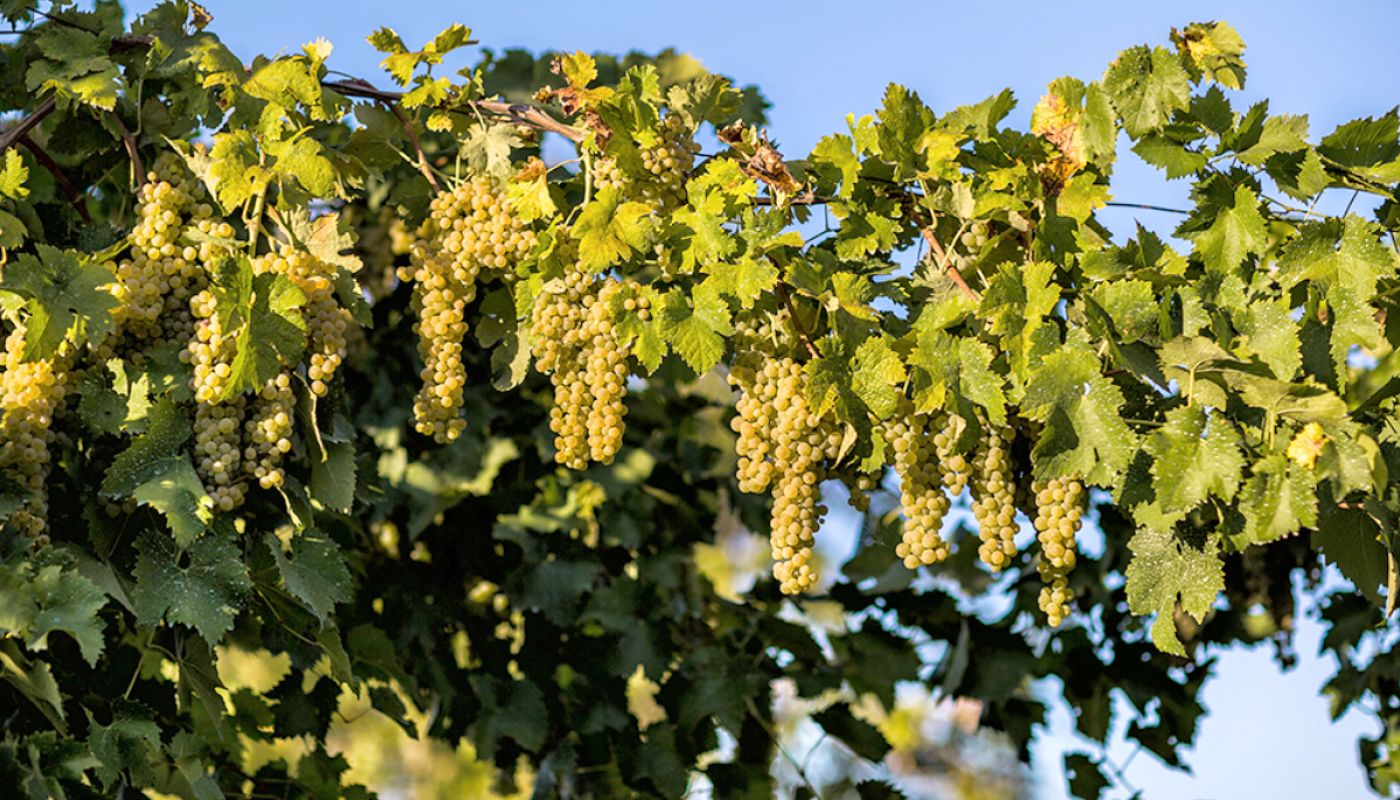 Trebbiano Spoletino vines