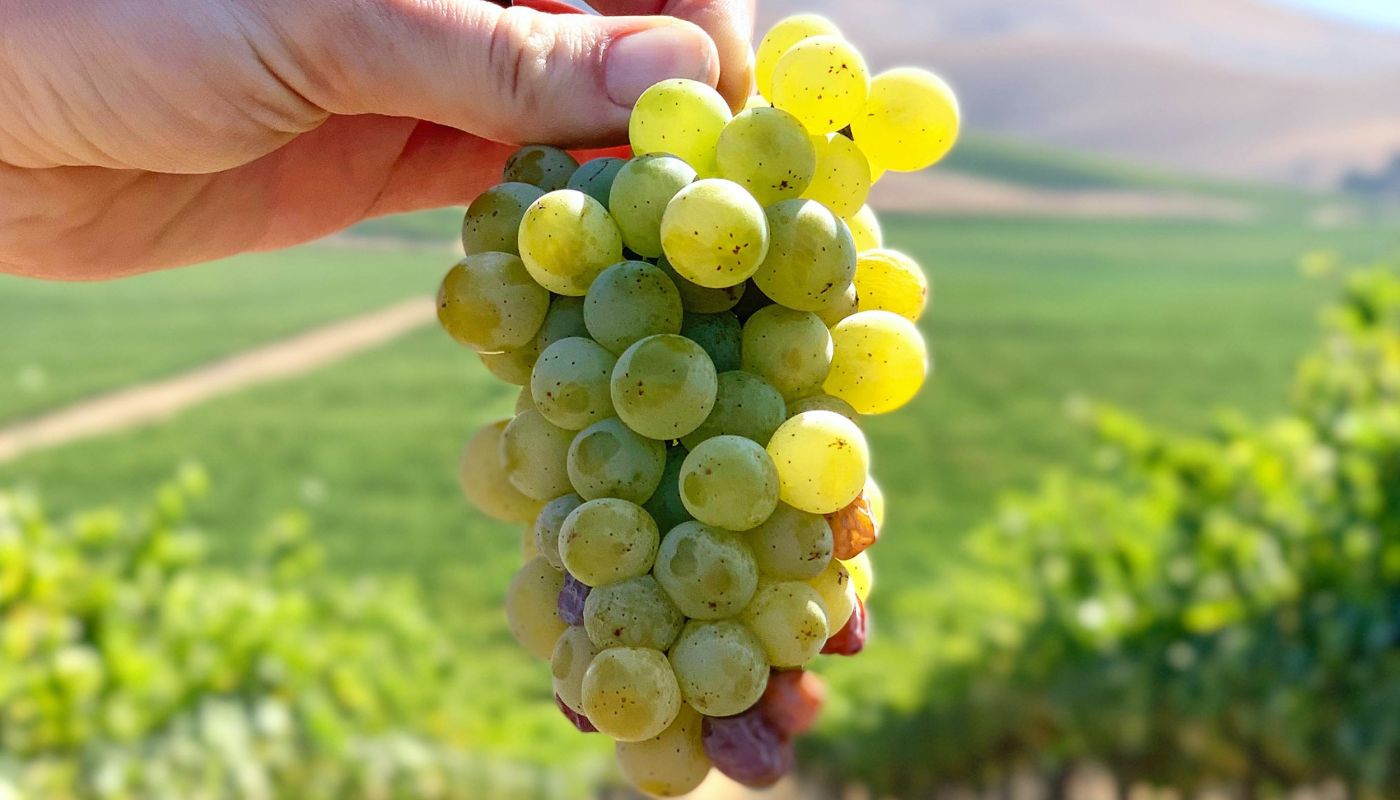 Vista Verde Chenin cluster