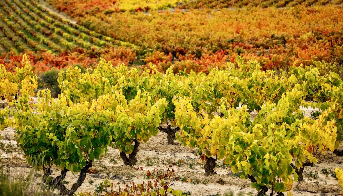 Bideona old vines