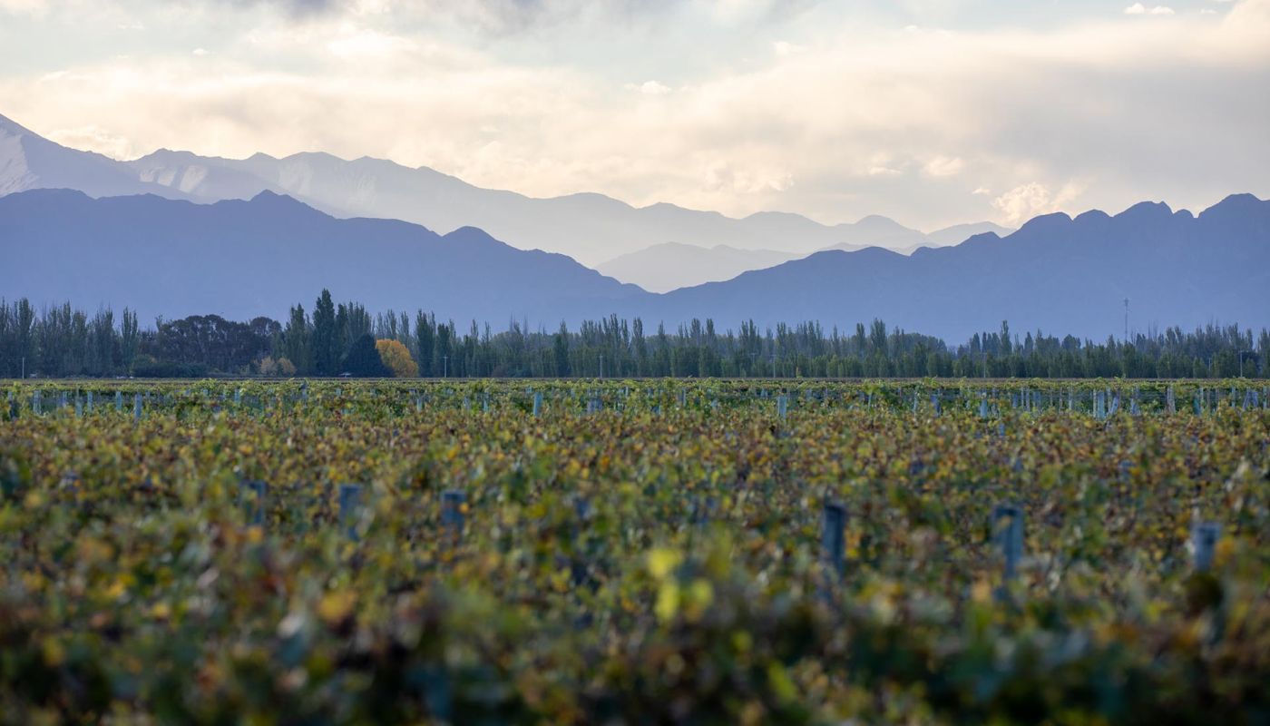El Enemigo Agrelo vineyard