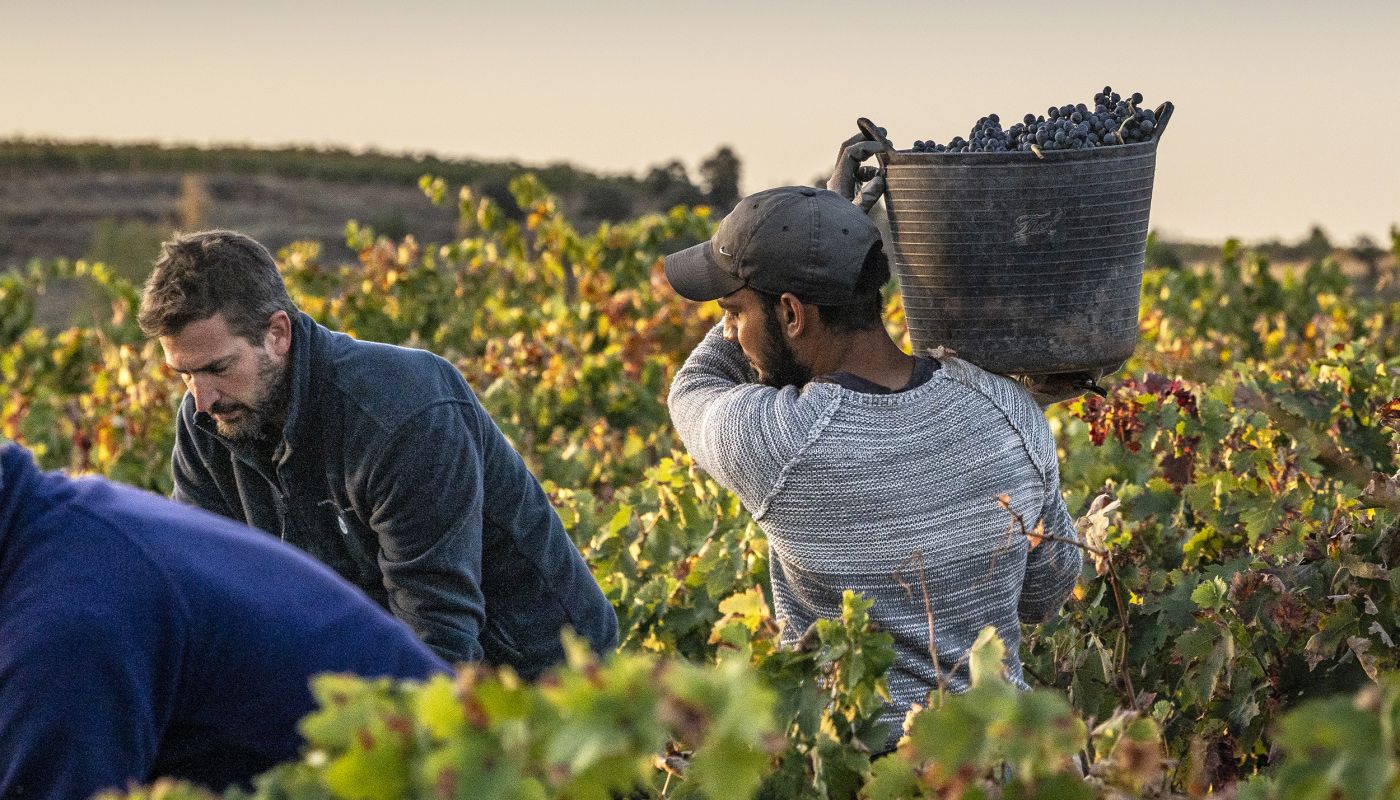 harvest at Pago de los Capellanes