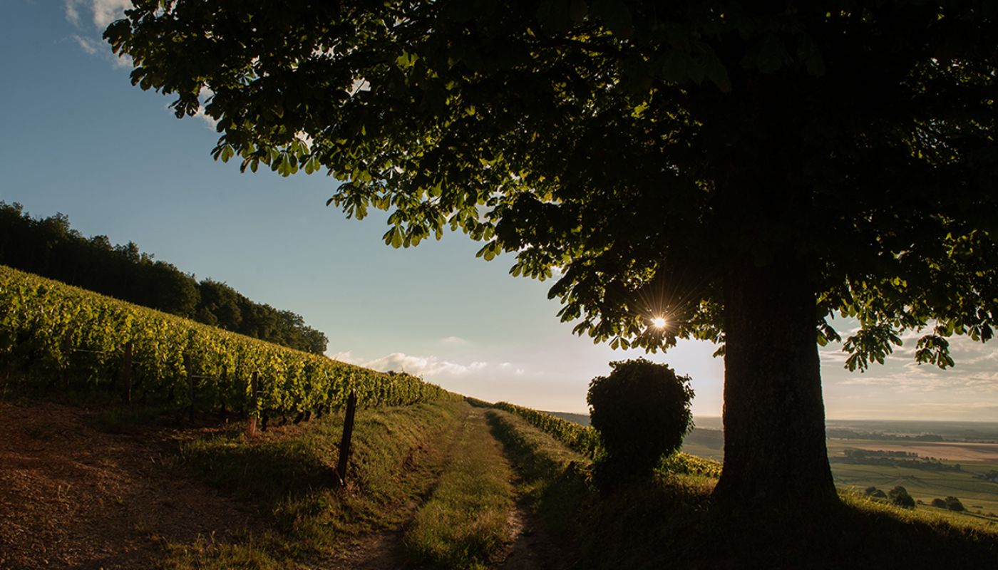 Hill of Corton - Jon Wyand