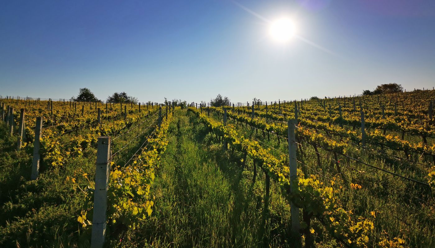 Kontozosis vineyard