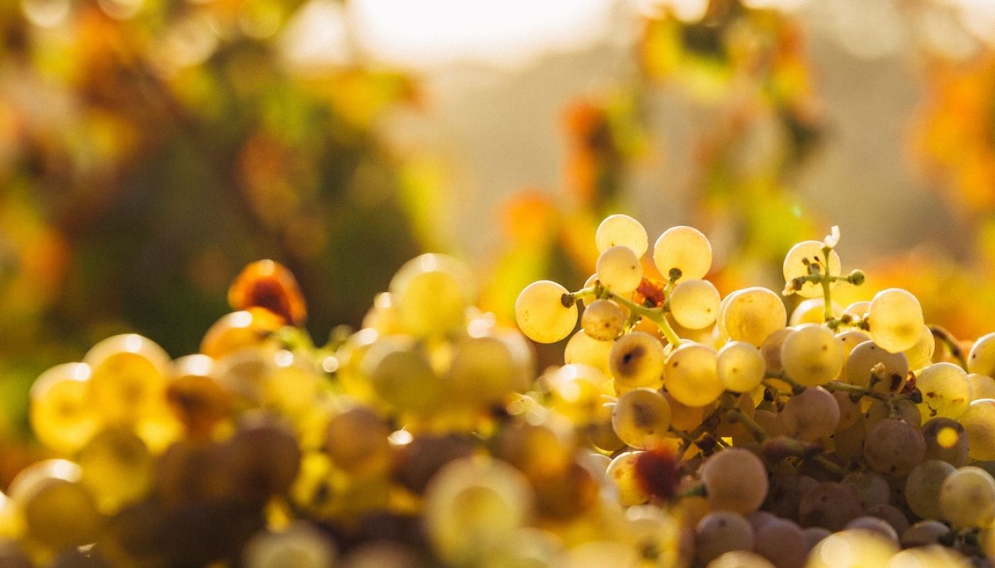 Ch Bastor-Lamontagne grapes