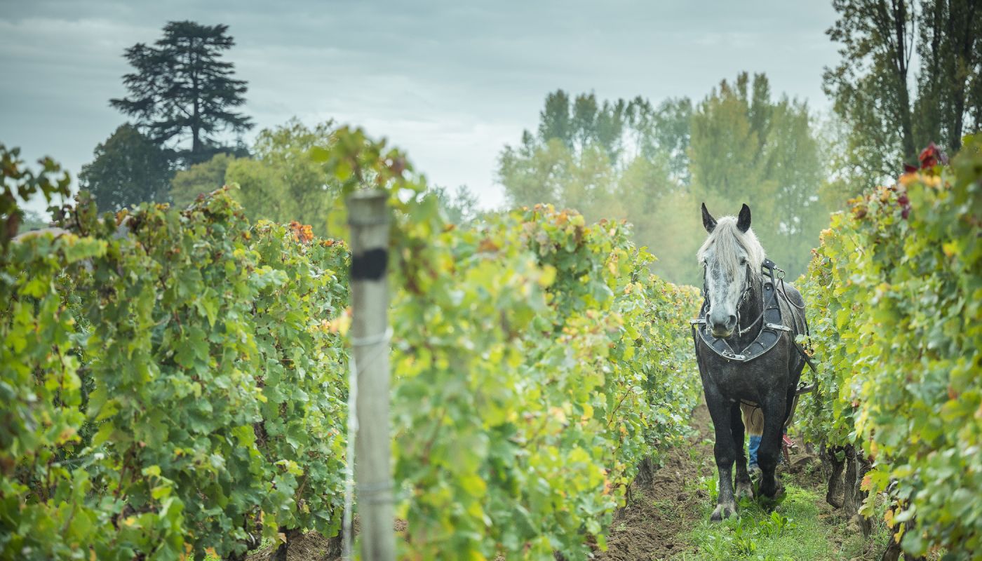  CHEVAL DES VIGNES horse in vineyard 