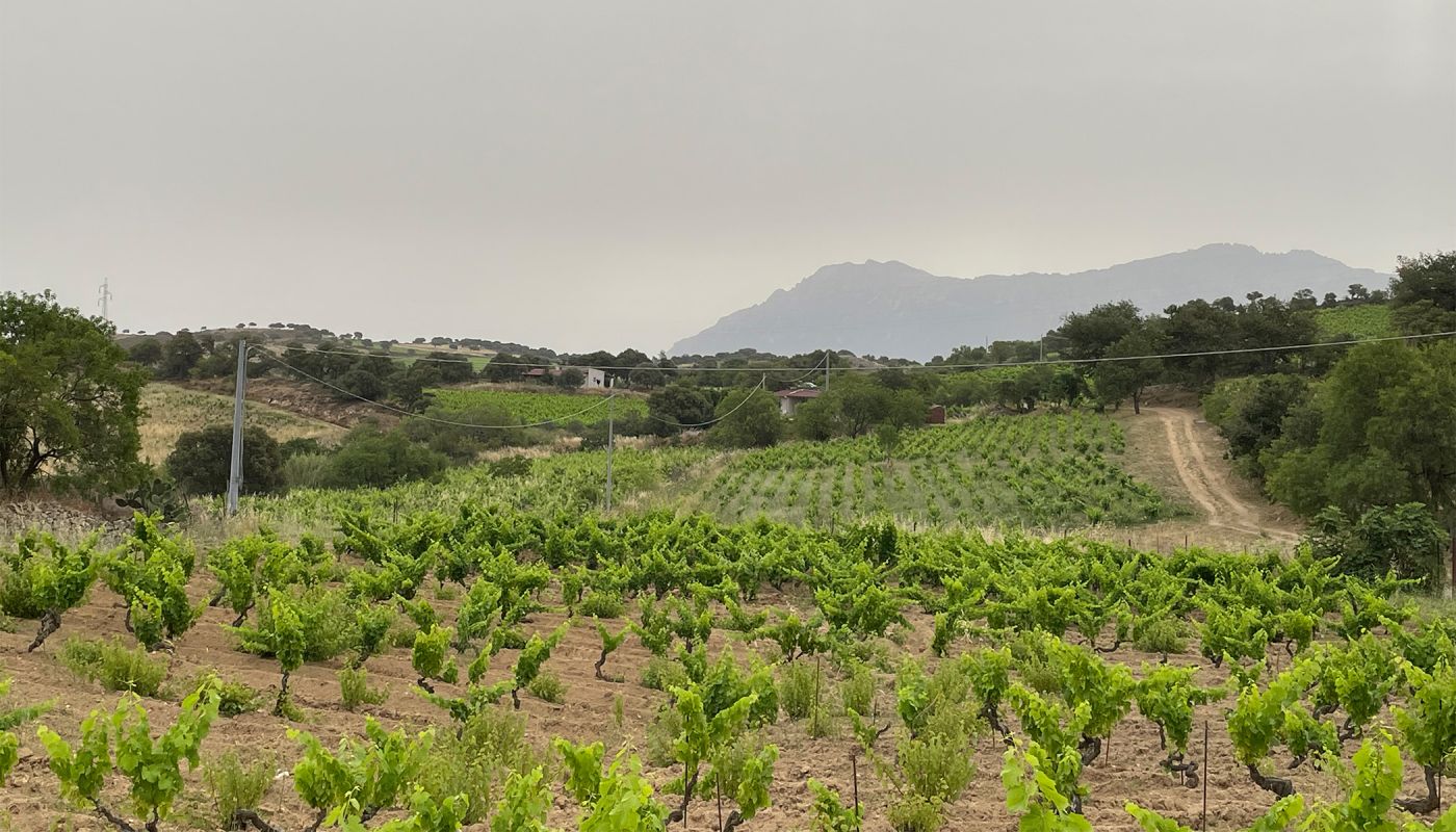 Mamoiada Vineyard in Mamoiada with the Massif of Gennargentu in the background 