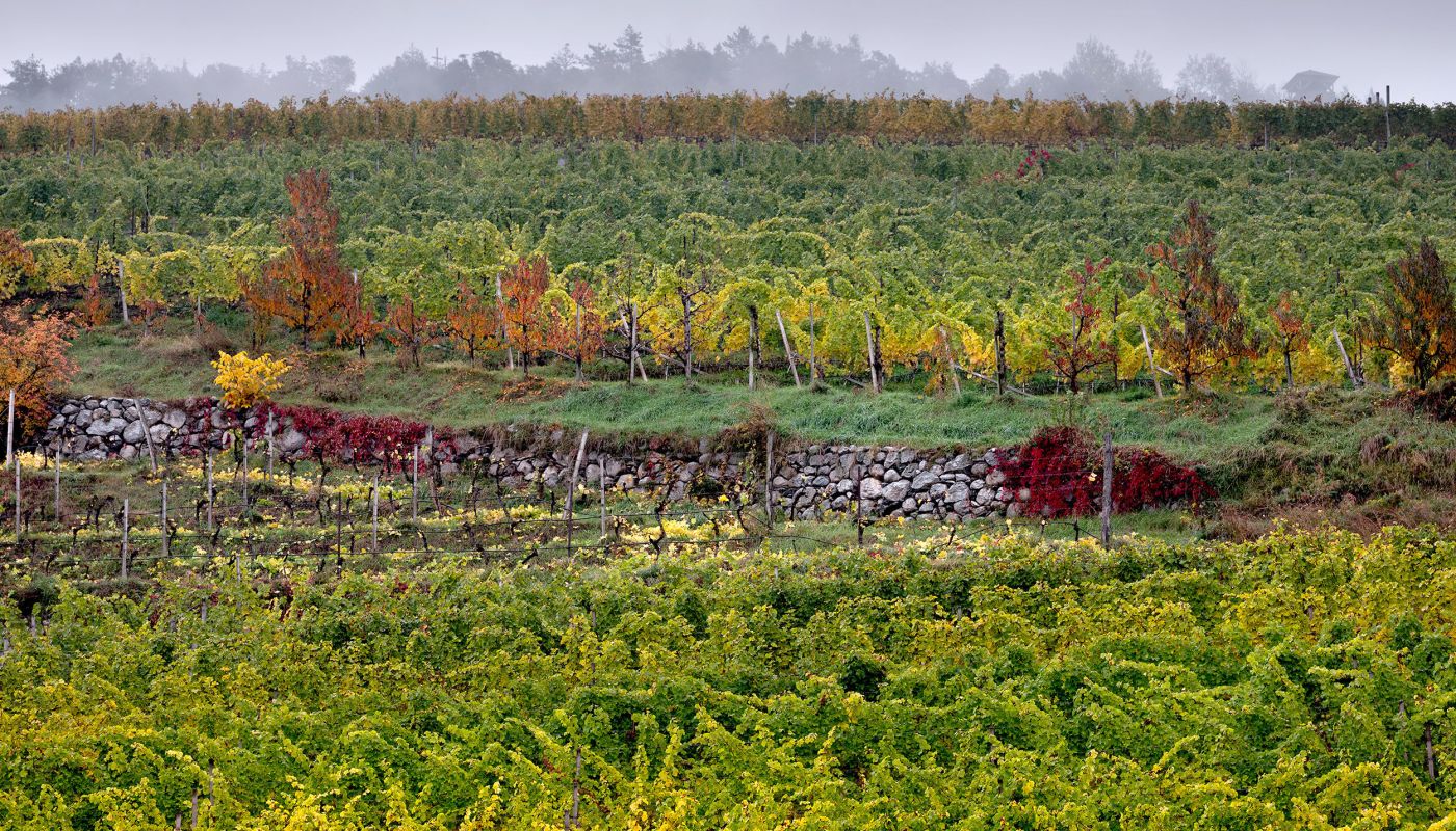 Manni Nössing Kerner vineyard