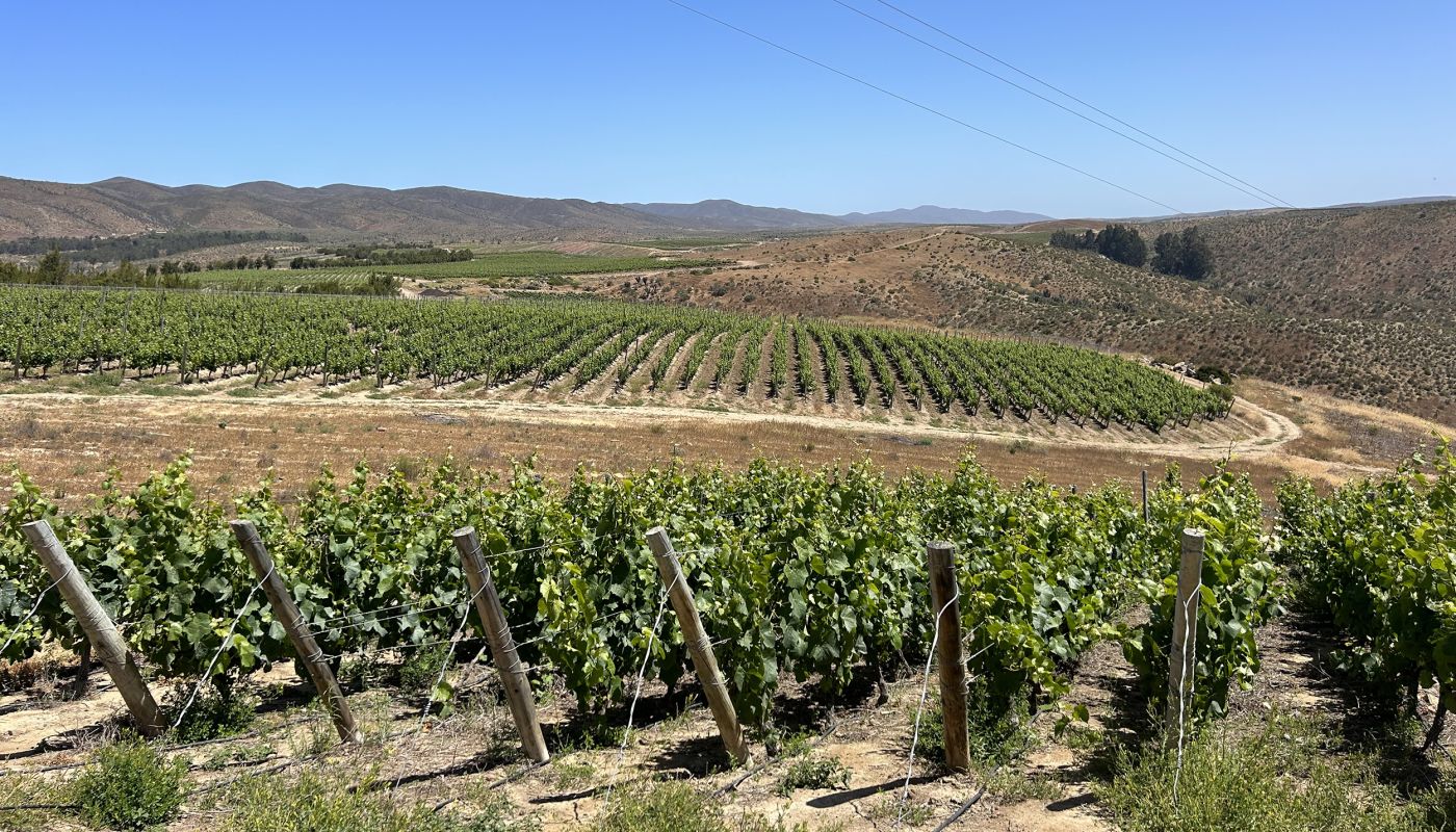 Talinay vineyard
