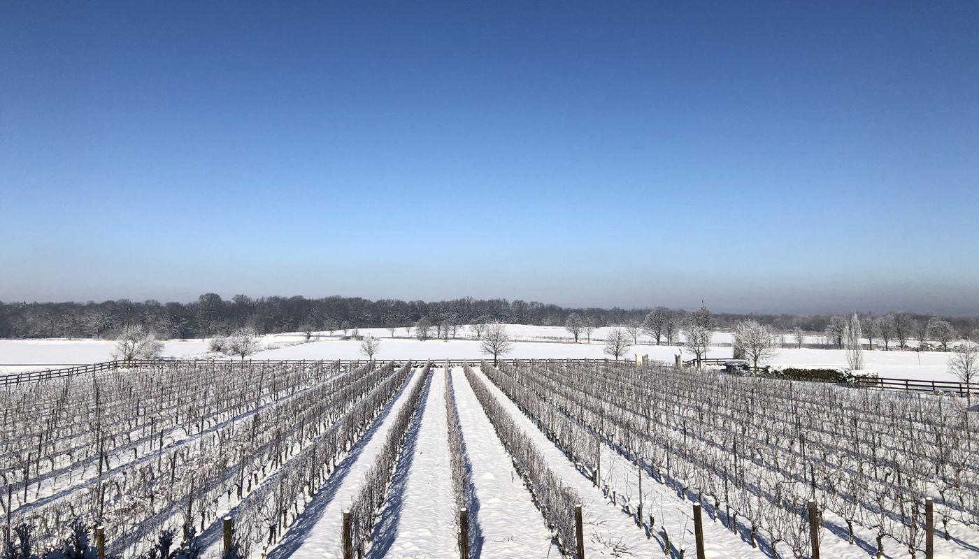 Adoria vineyard in winter