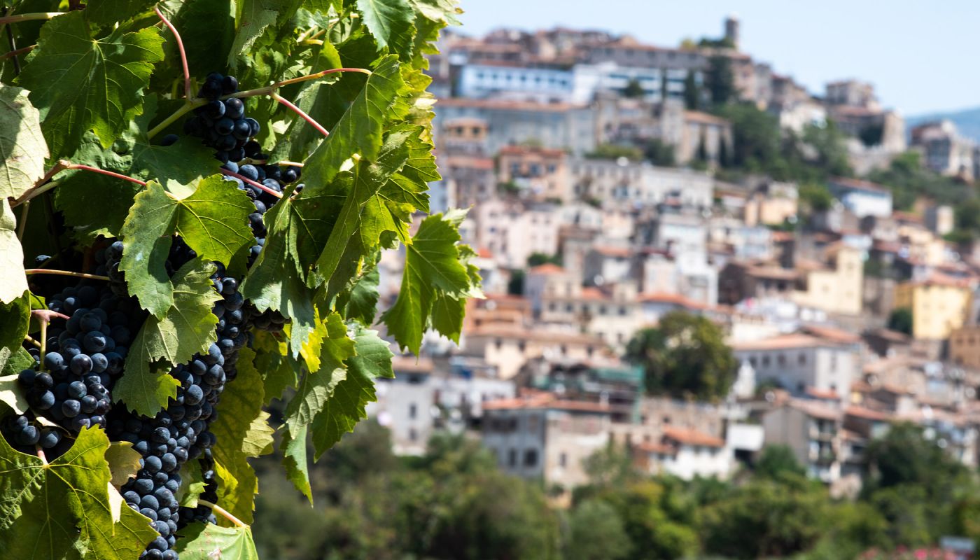 Cincinnato Nero Buono bunches and Cori town in background