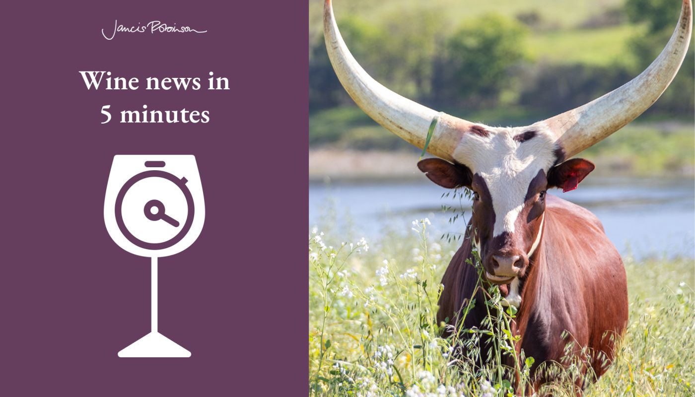 A cow with its horns at Hartenberg Family Vineyards in South Africa and the wine-news-in 5 logo