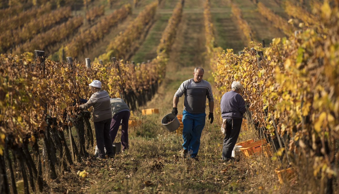 harvesting Royal Tokaji aszú berries