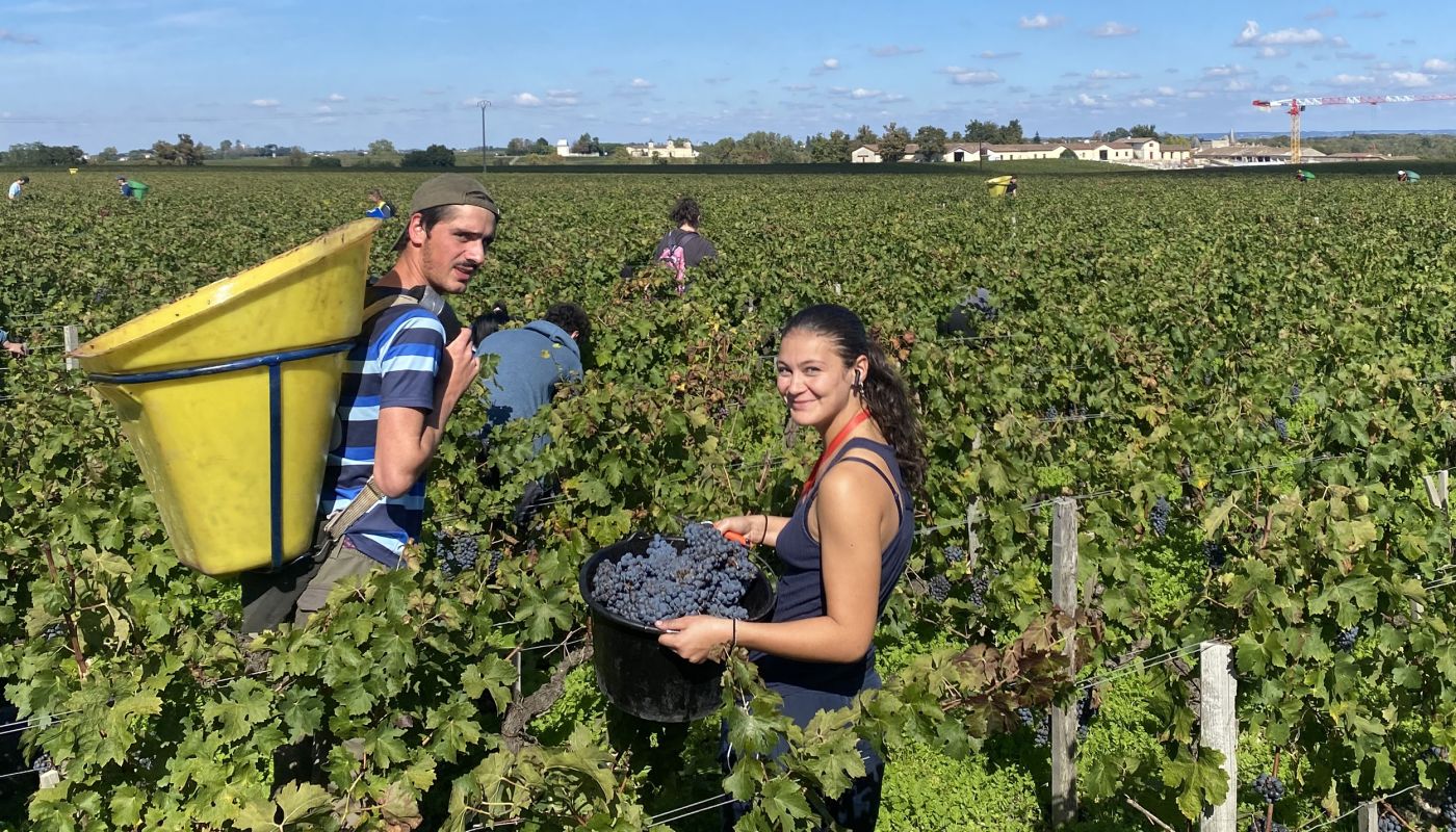 Lafite Rothschild harvest 2024