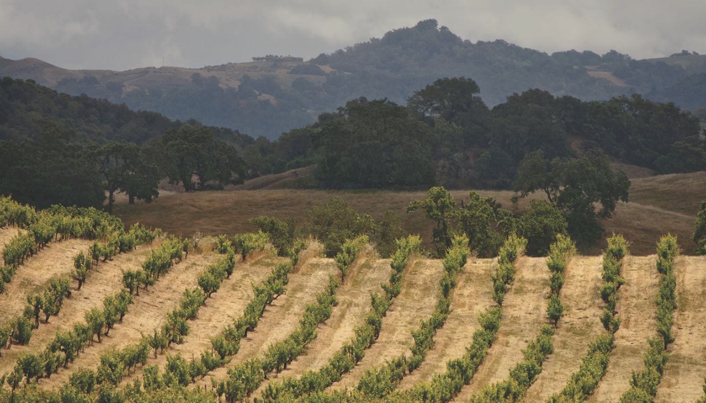 Lytton Springs in Dry Creek Valley