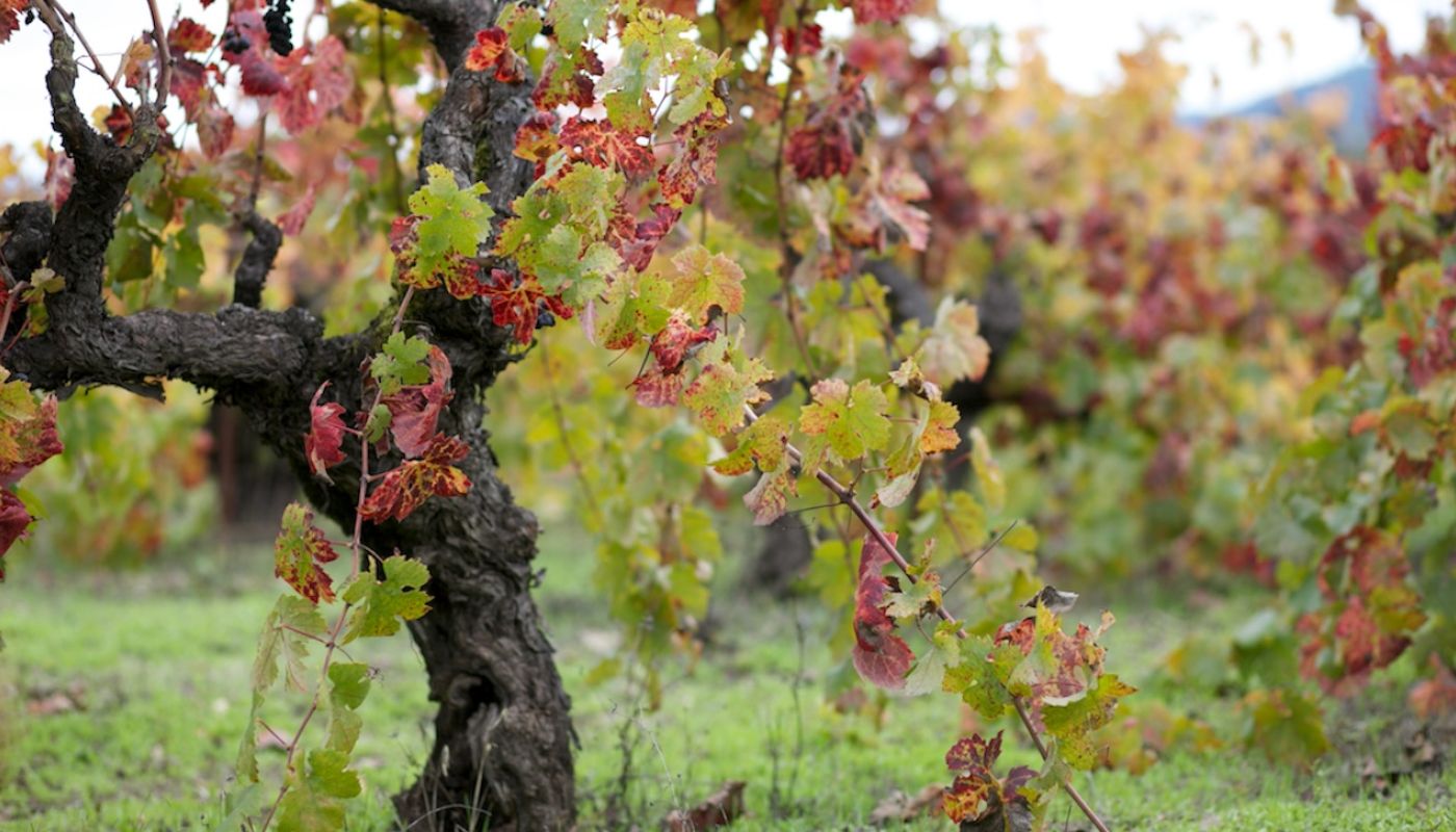 Old Zin vine at Lytton Springs