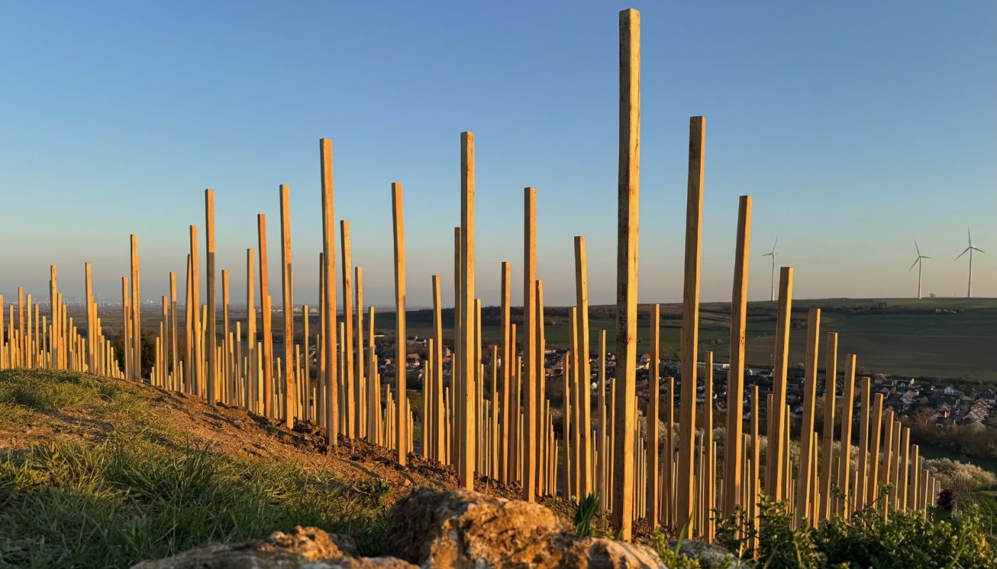 Pinot Noir Am Schwarzen Herrgott 2025