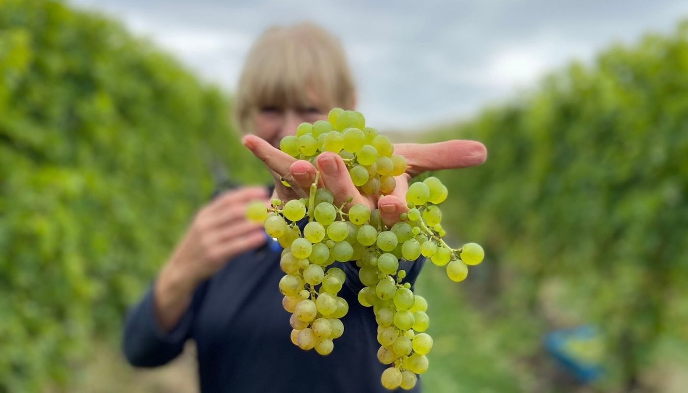 Sauvignon Blanc grapes being held by Erica Crawford at Loveblock in Marlborough