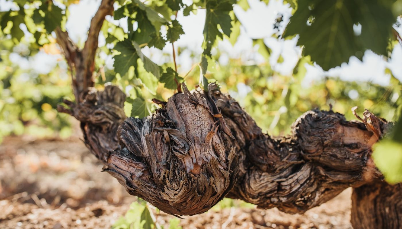 Attunga v old vine
