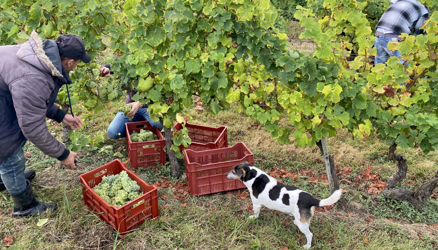 dog Pavie at Ch Bauduc 2025 harvest