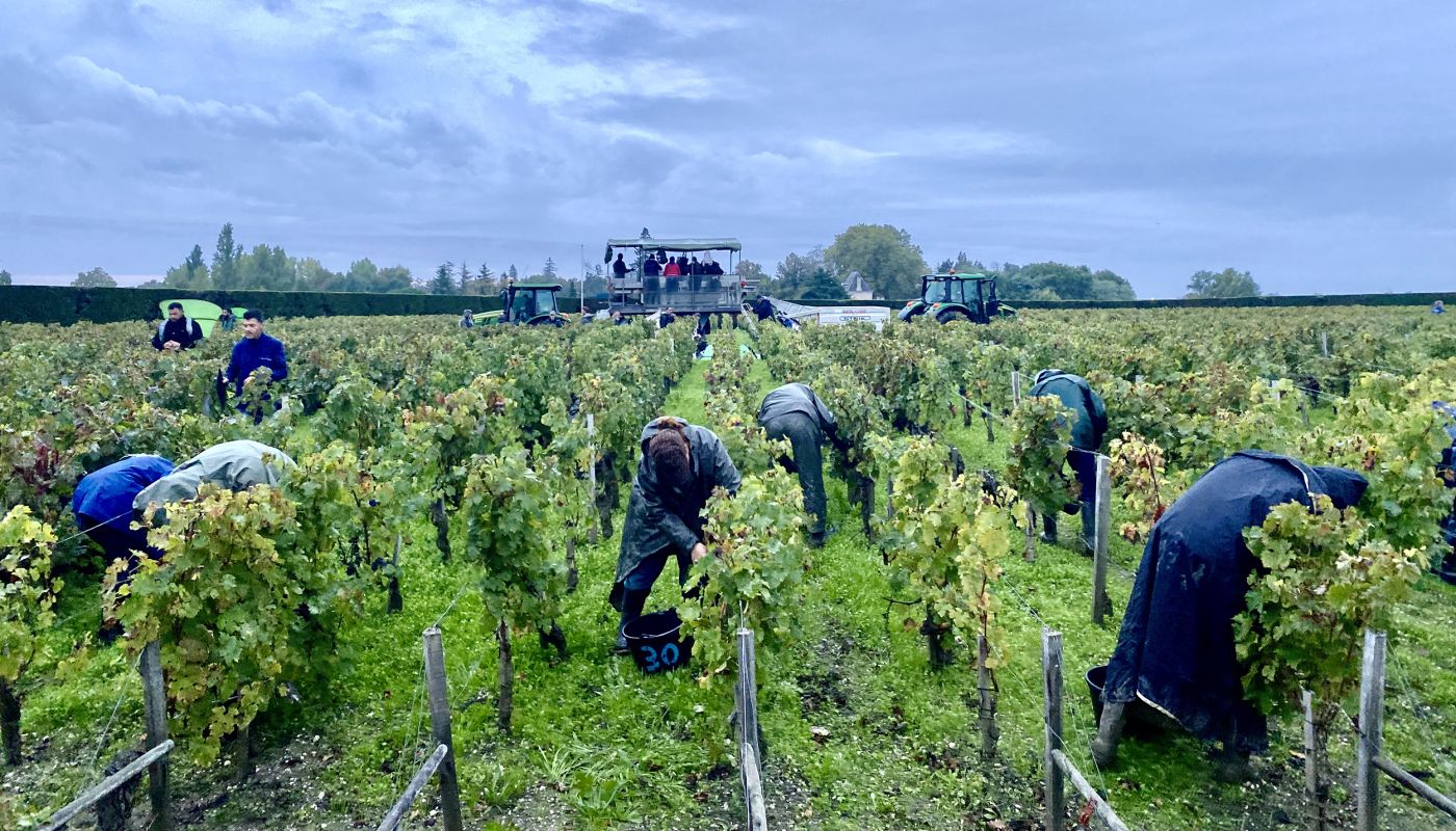 Pauillac harvest 1 October