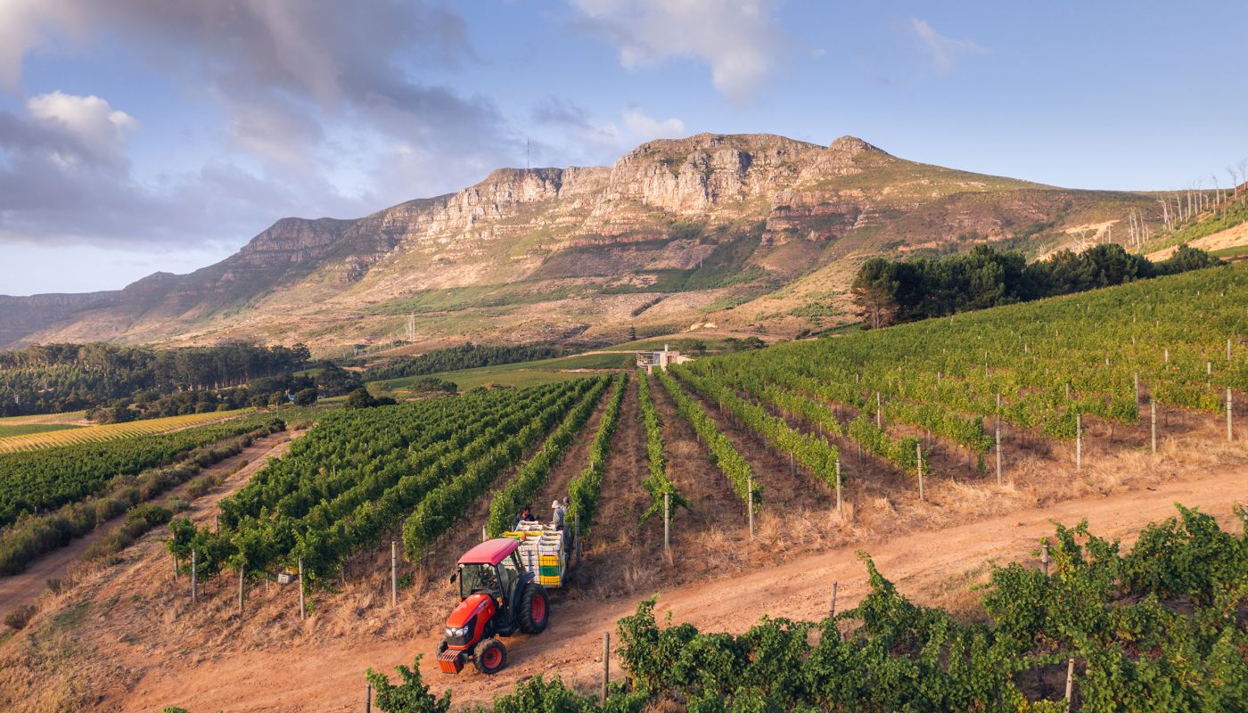Klein Constantia 2025 harvest