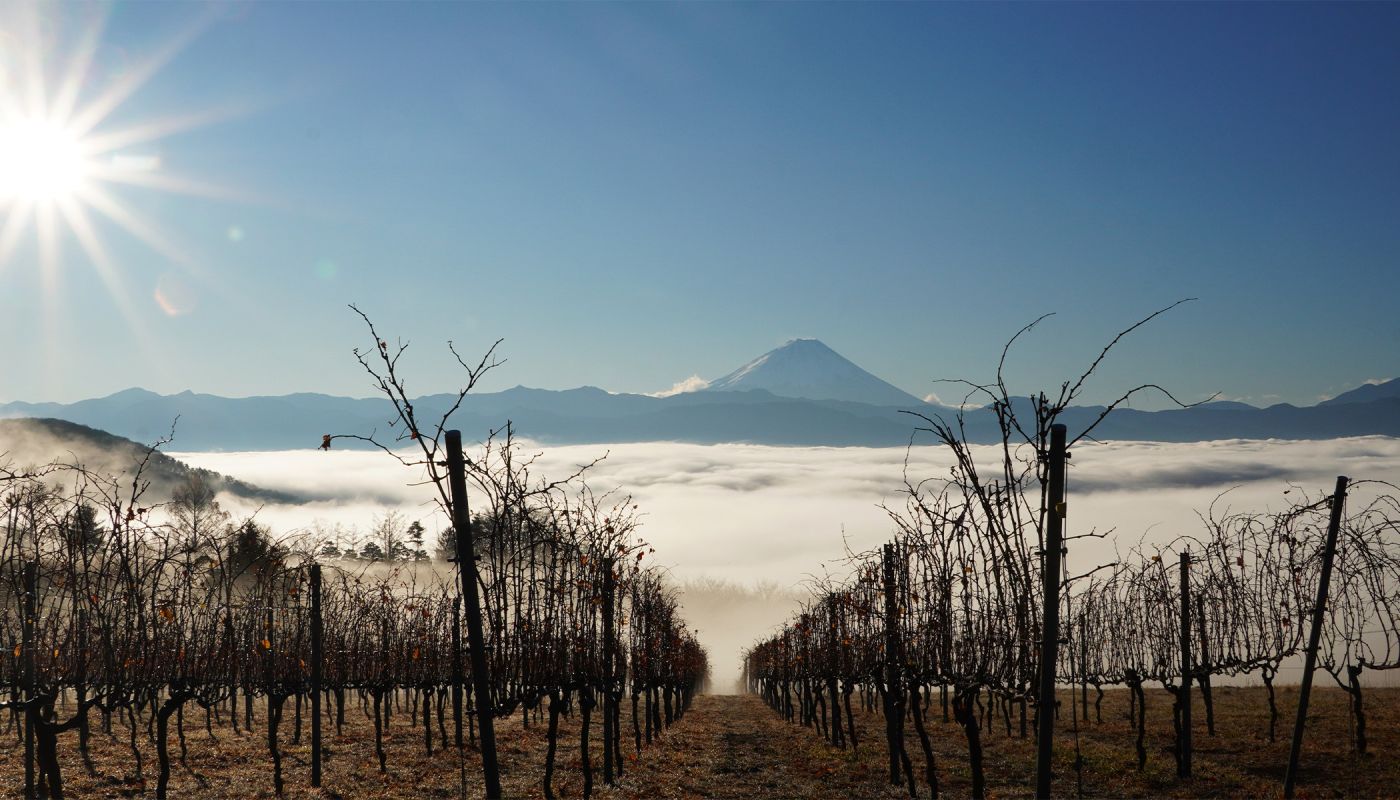 Mt. Fuji seen from Suntory Tomi no Oka vineyard; Photo by Fumio Shiogami