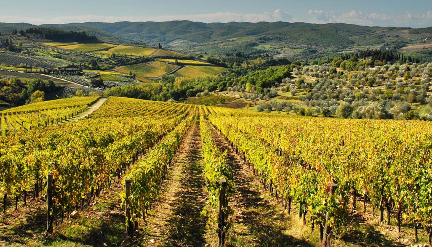 Pecile vineyard © Fontodi