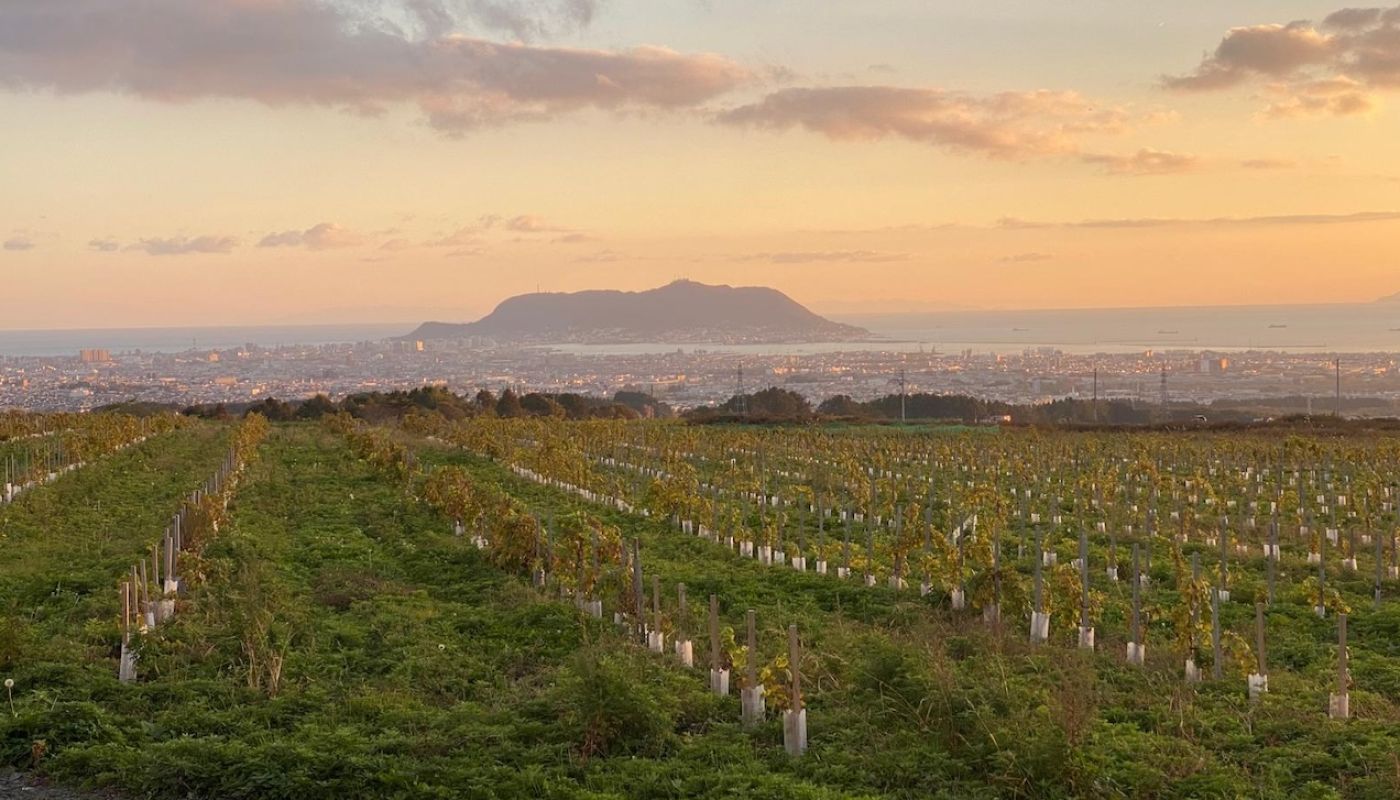 View over de Montille's Hokkaido vineyard