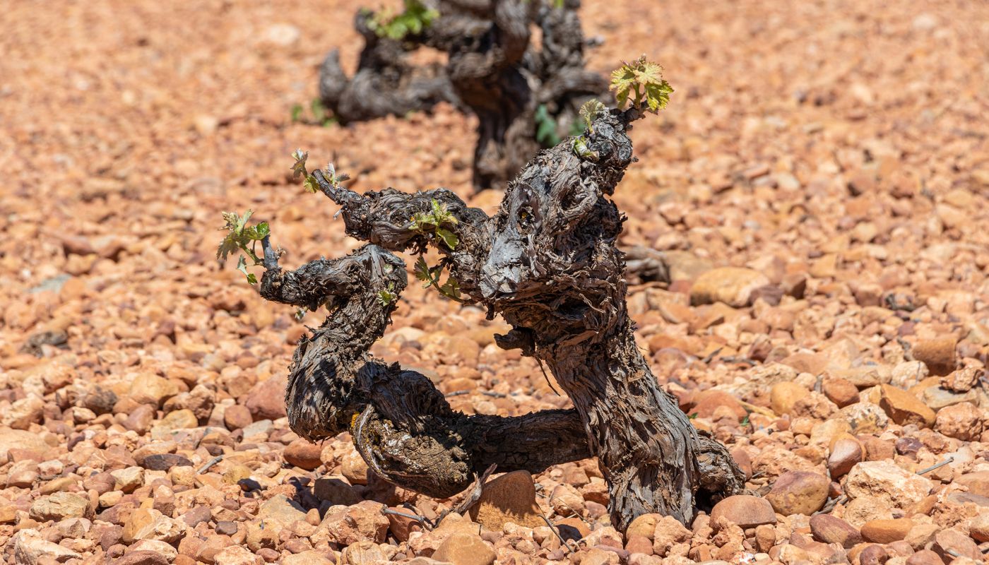 ungrafted Airén planted 1950