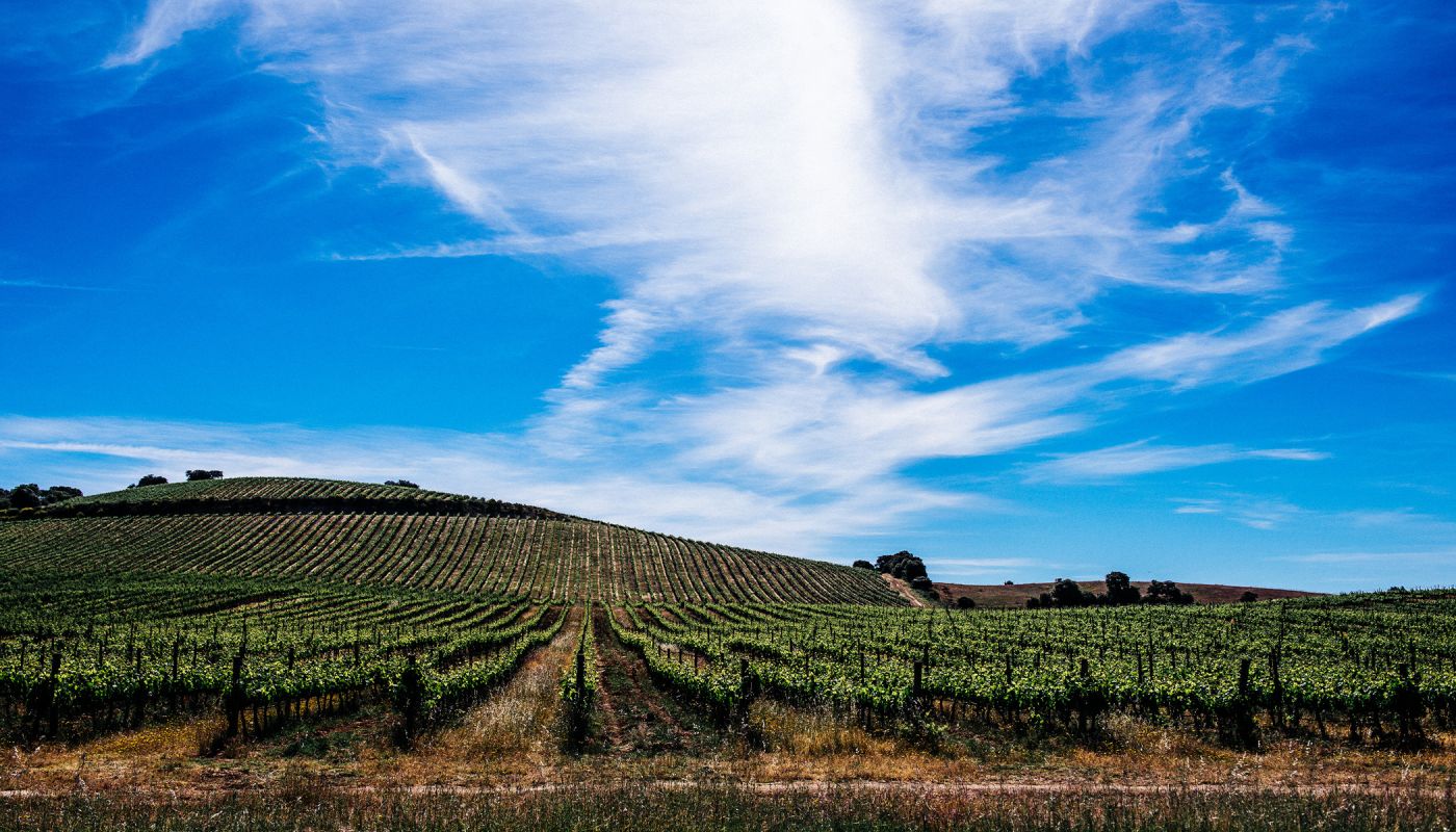 Alentejo landscape of vines climbing up hills under bright blue sky; photo courtesy Herdade do Rocim