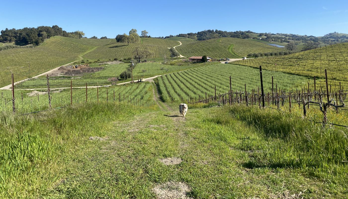 Tablas Creek vineyards with dog Sadie