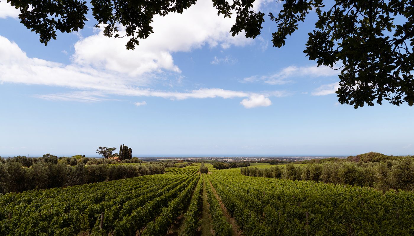 Bolgheri vineyards and the sea