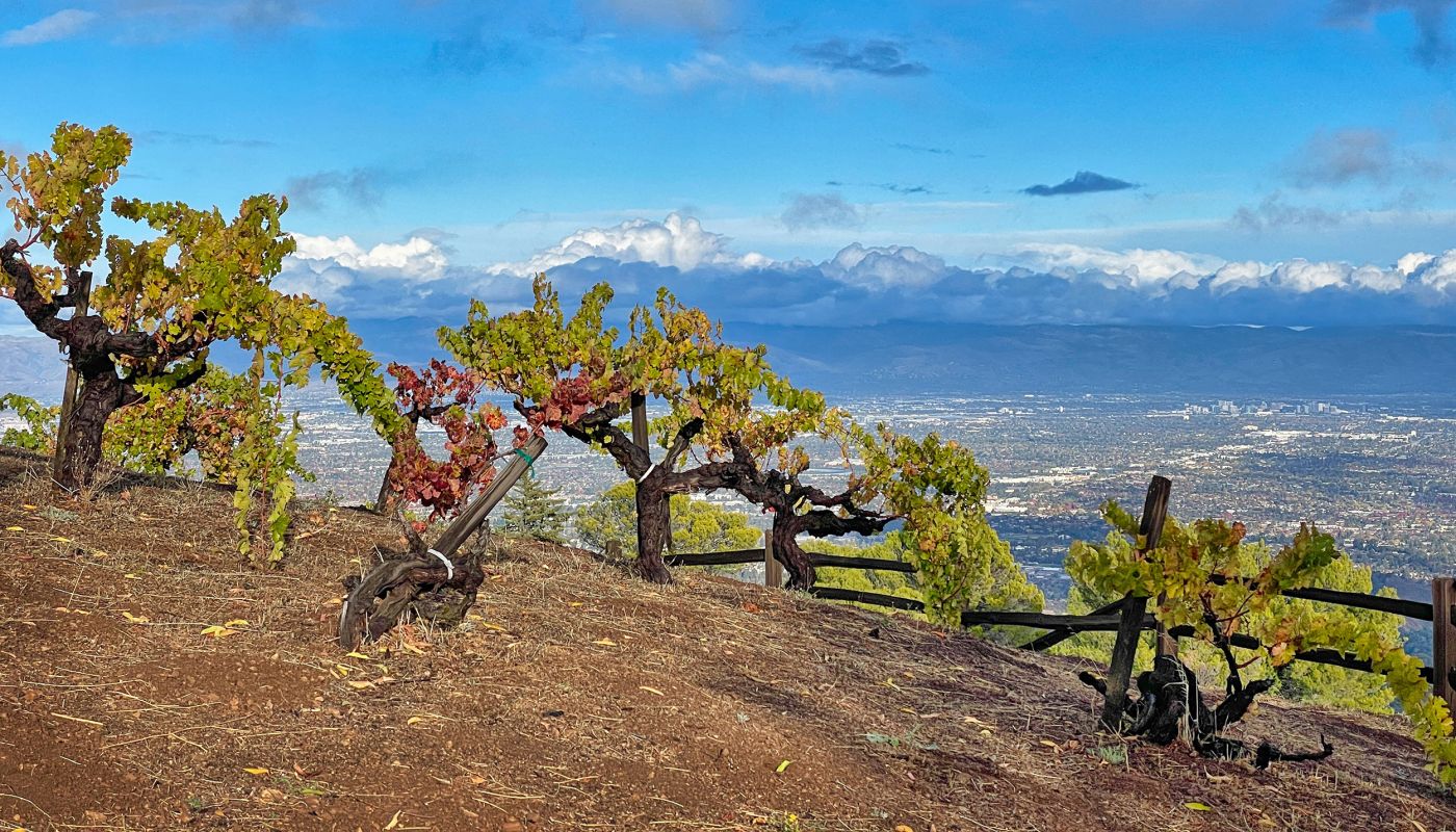 Ridge Monte Bello vineyard