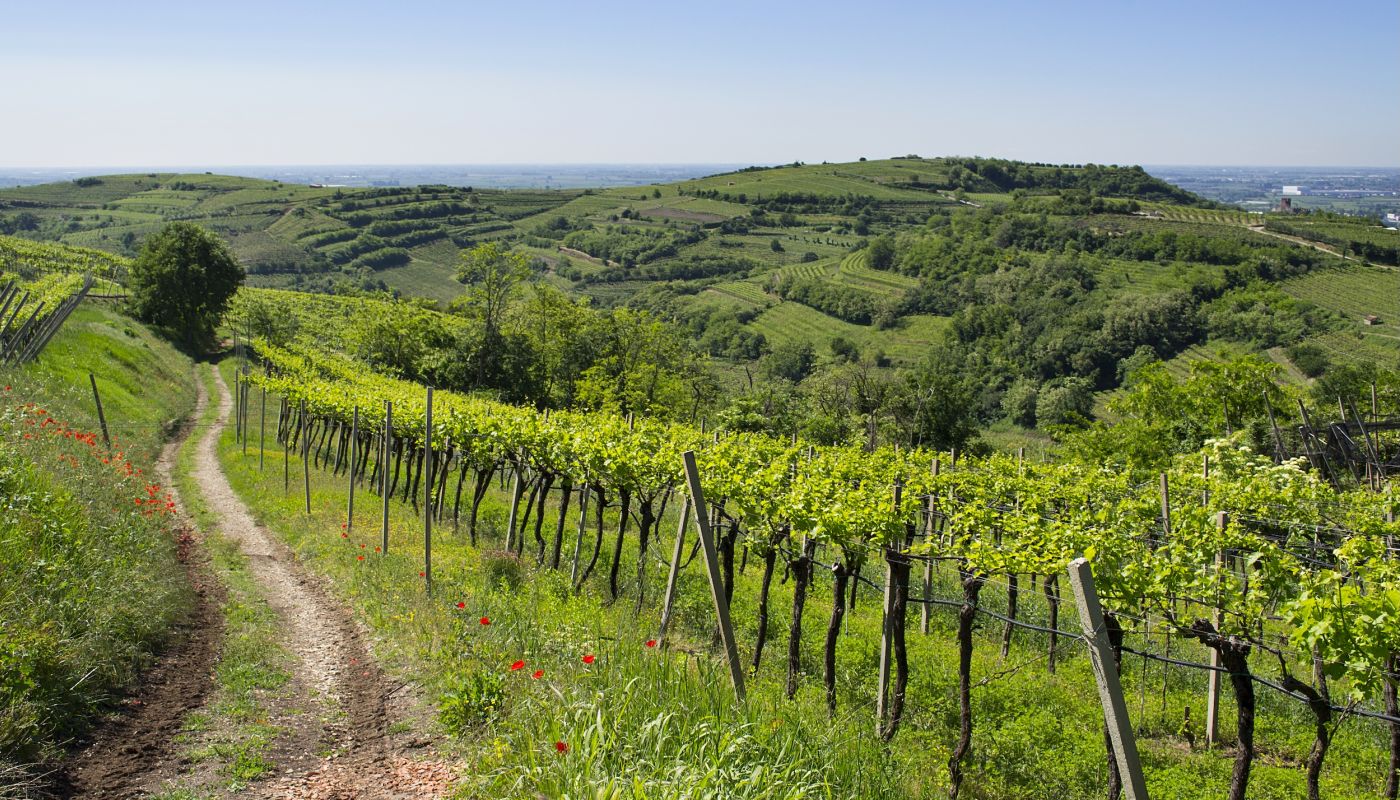 Inama vineyards in Soave Classico