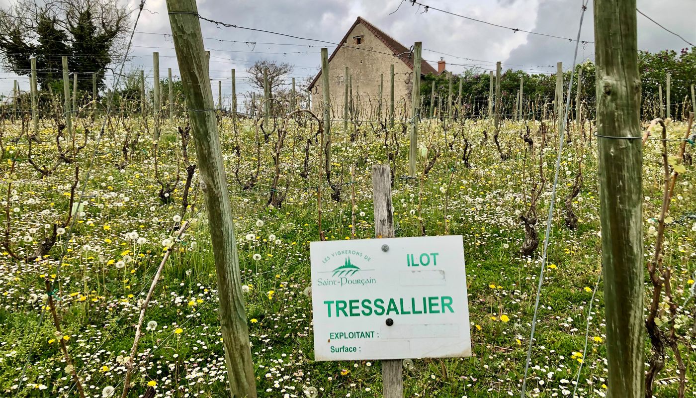 A Tressalier vineyard in St-Pourçain