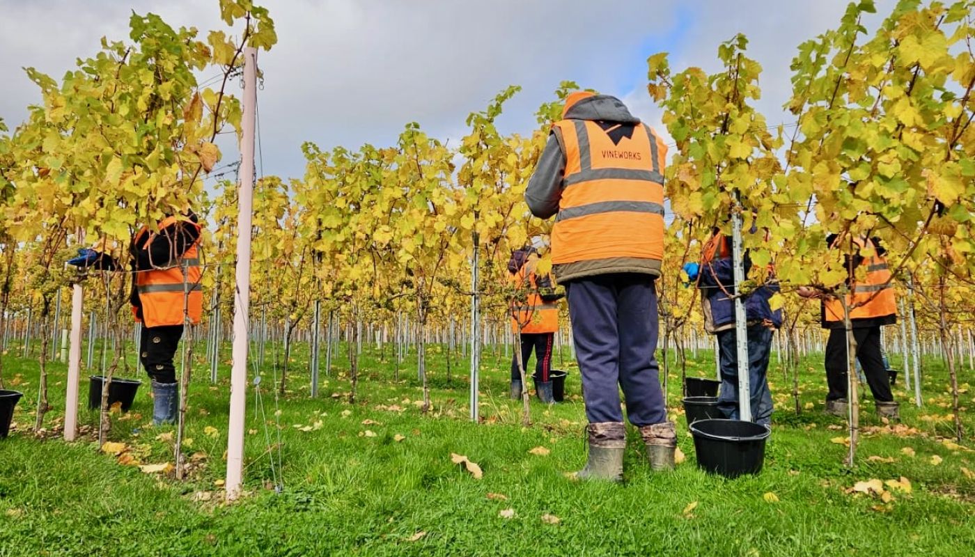 Vineworks harvest 2024
