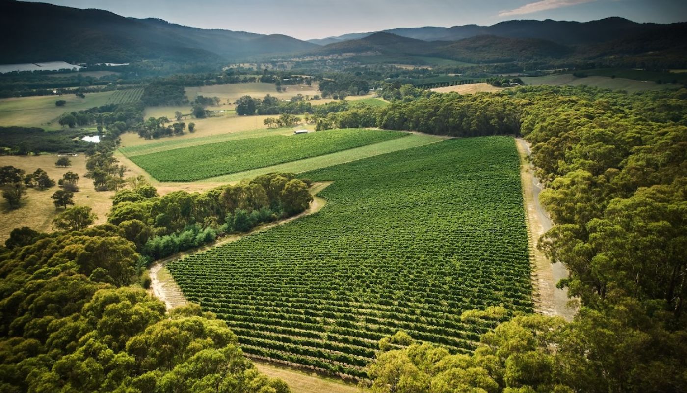 Applejack Vineyard, Yarra Valley