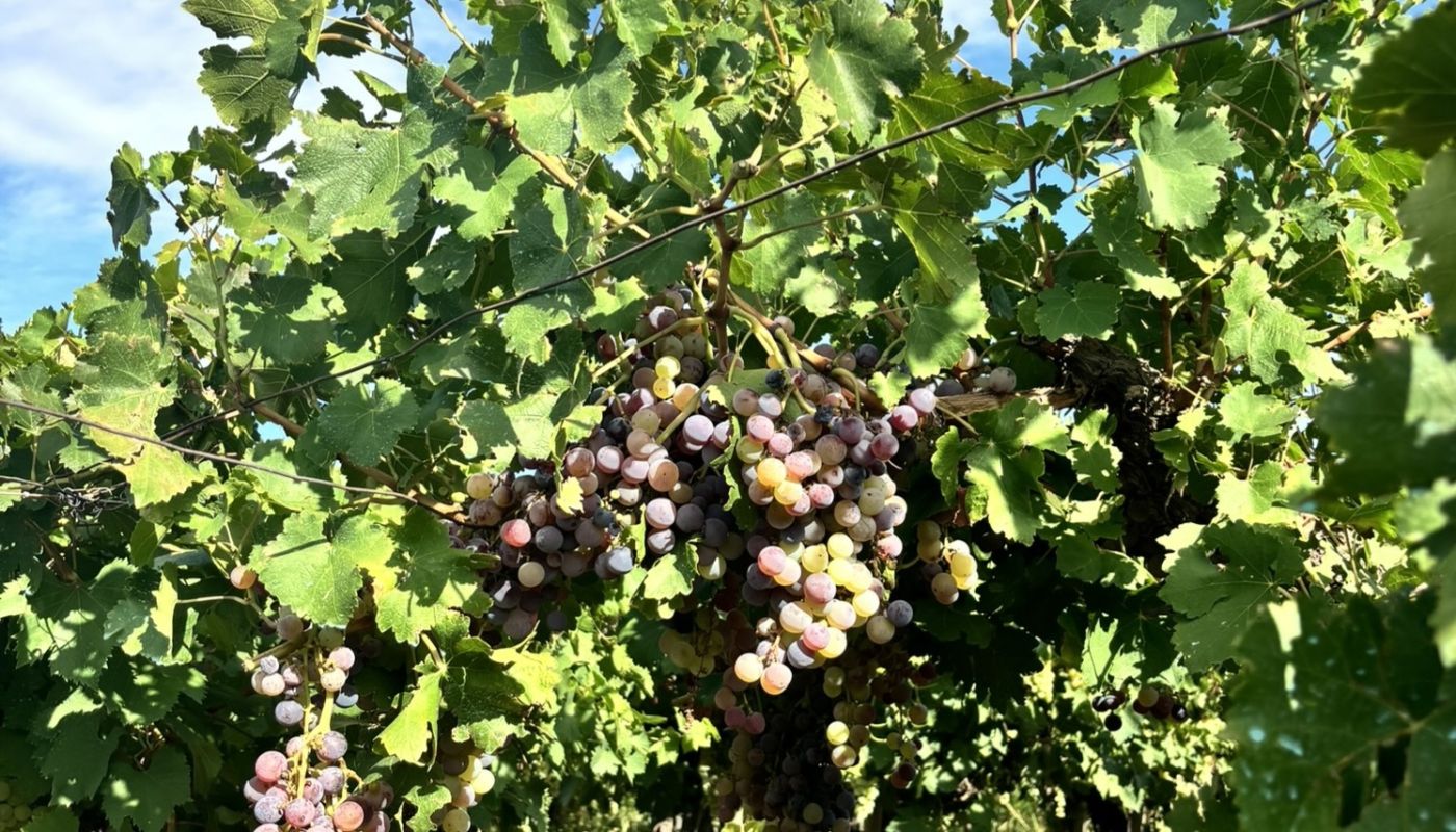 Criolla grapes in Tupungato, Argentina