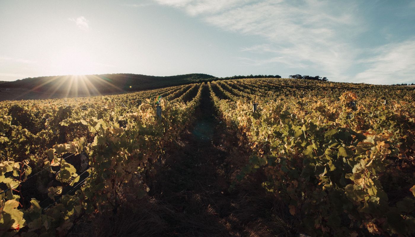 Blank Canvas vineyard March 2025