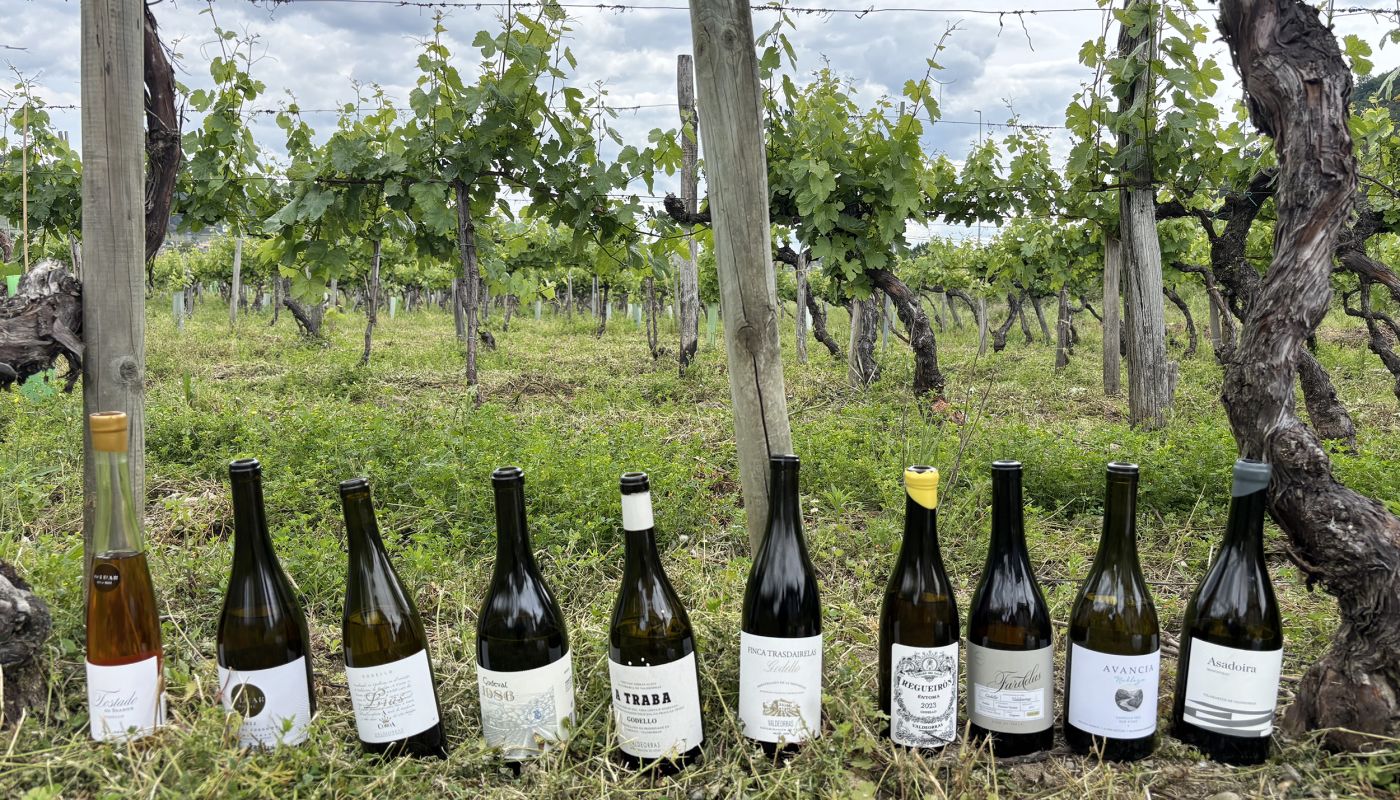 favourite Godello wines from Valdeorras - bottle line-up in vineyard