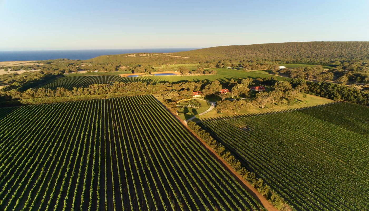 Cherubino Willows Vineyard