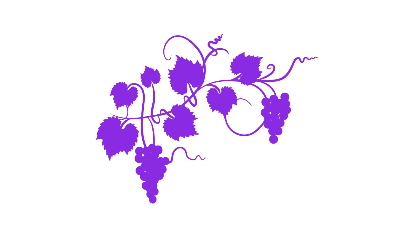 purple grapes on a white background. Image by diane555 via iStock.