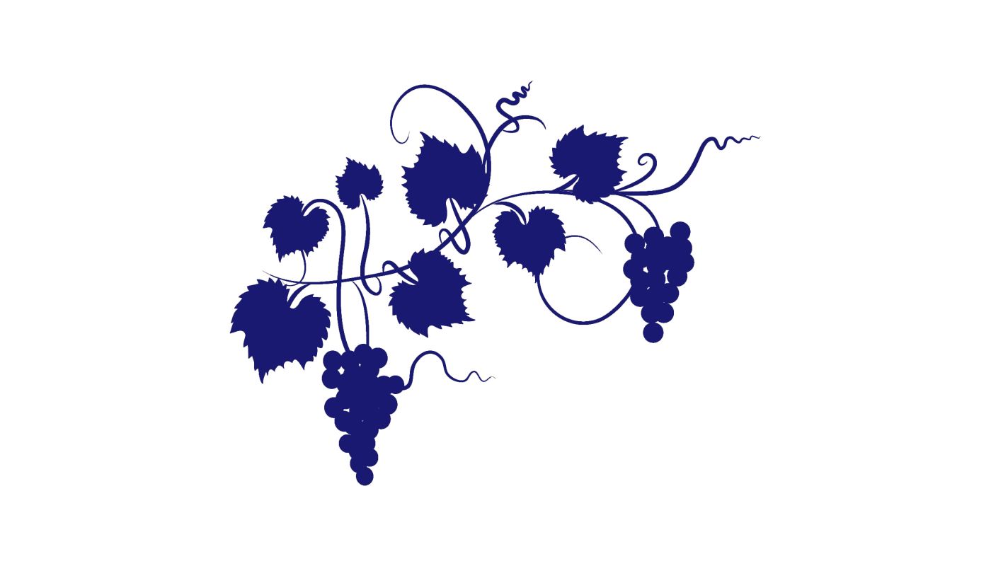 dark blue grapes on a white background. Image by diane555 via iStock.