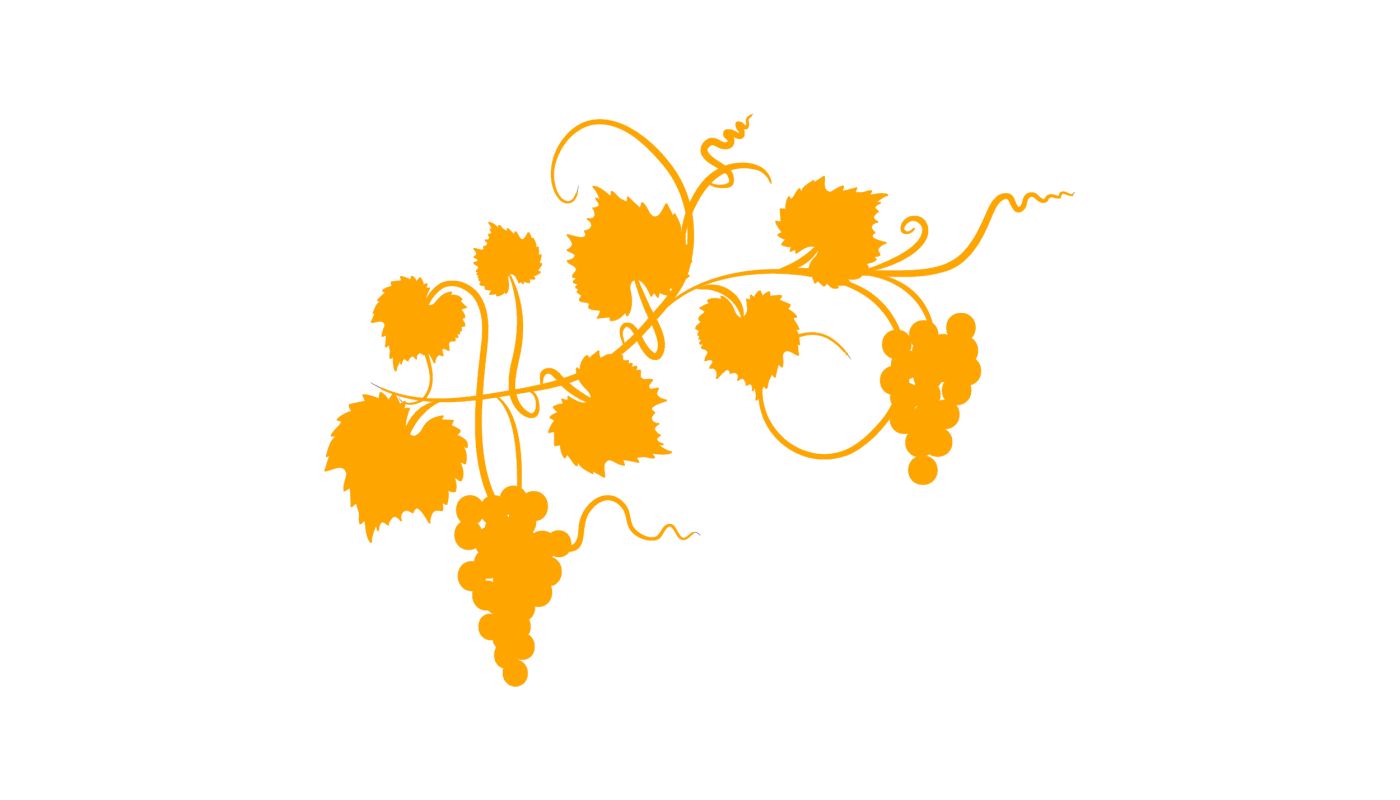 Light orange grapevine on a white background. Image by diane555 via iStock.
