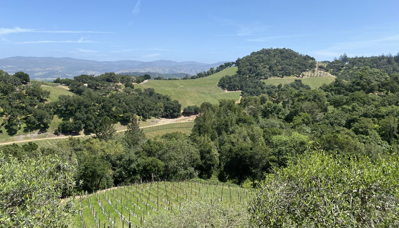 Harlan vineyards