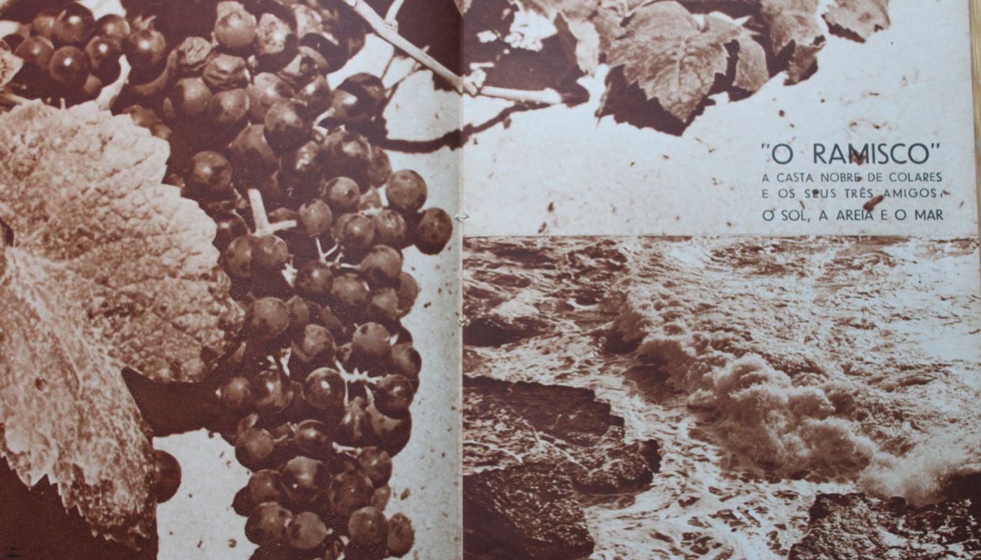 The photograph, provided by the author, comes from the publication O Vinho de Colares - Edição da Adega Regional de Colares, by Raúl Esteves dos Santos (1938).