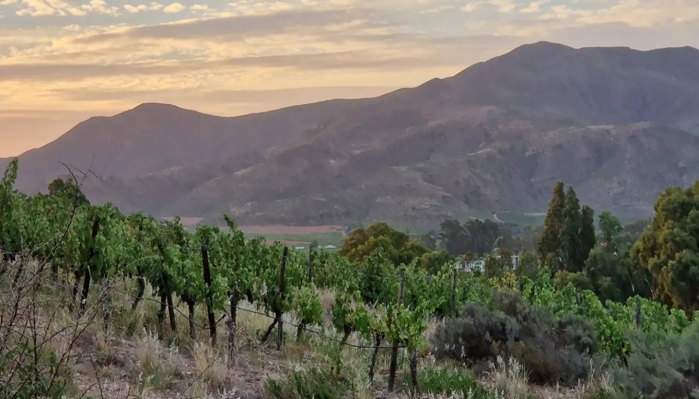 A vineyard in Robertson, South Africa