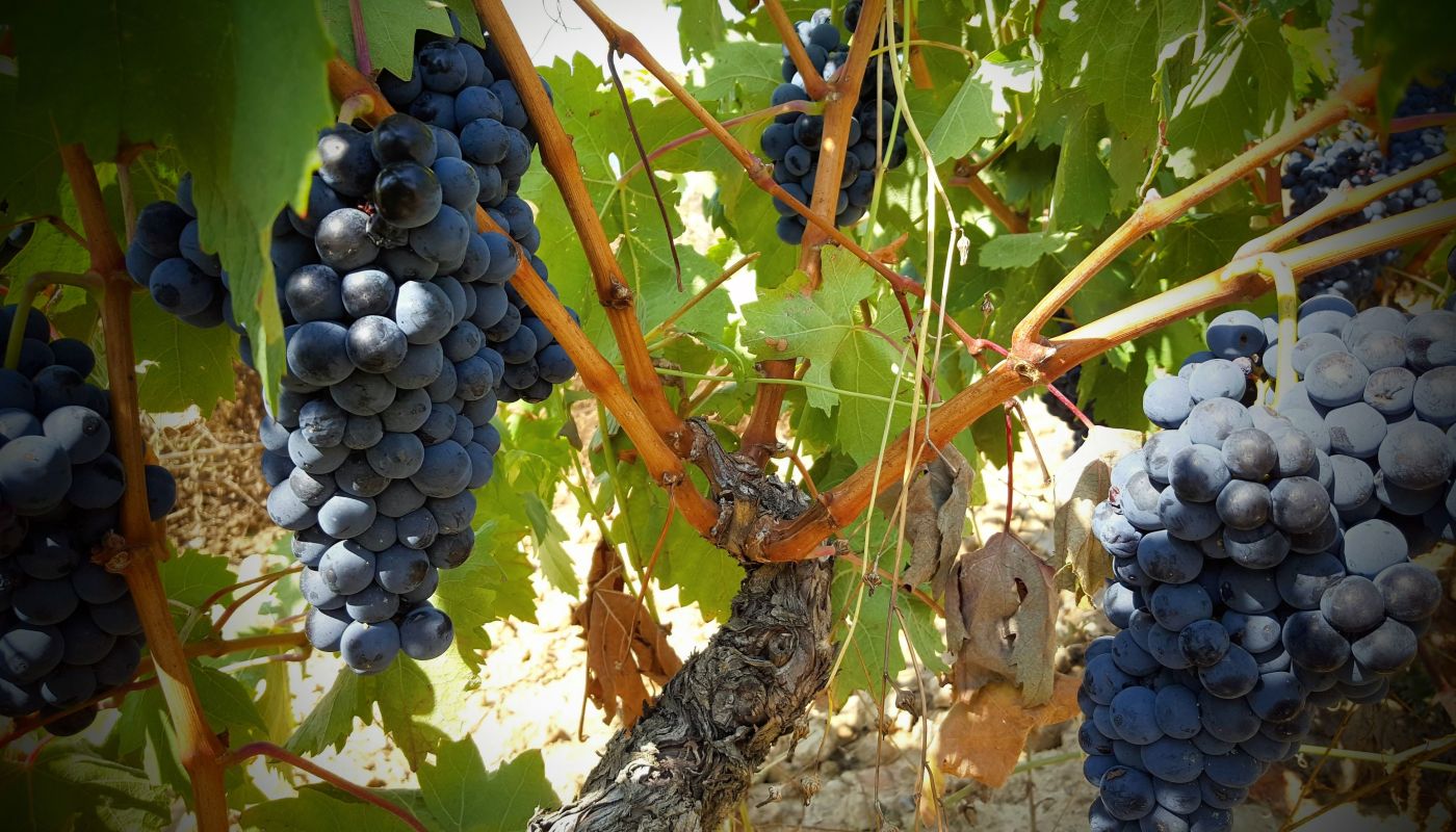 "Tempranillo vine in the Muga vineyards in Haro, La Rioja, 2018"