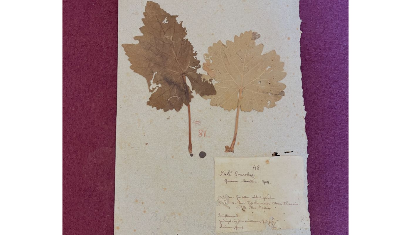Caption: Beli Graschaz from the Sremski Karlovci herbarium